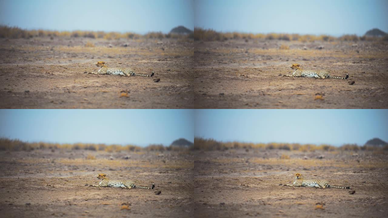 猎豹在贫瘠的土地上休息，看着周围的环境，然后转向相机，从侧面观看，肯尼亚安博塞利国家公园