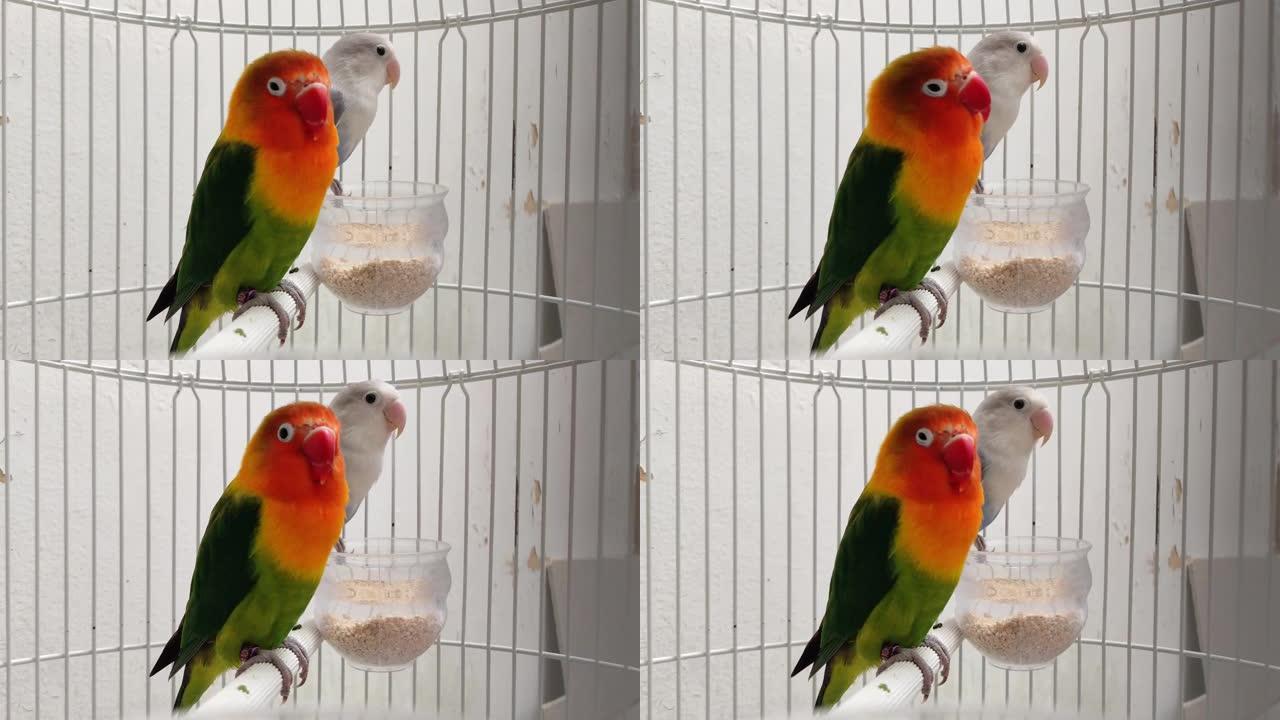 铁笼中的爱情鸟agapornis