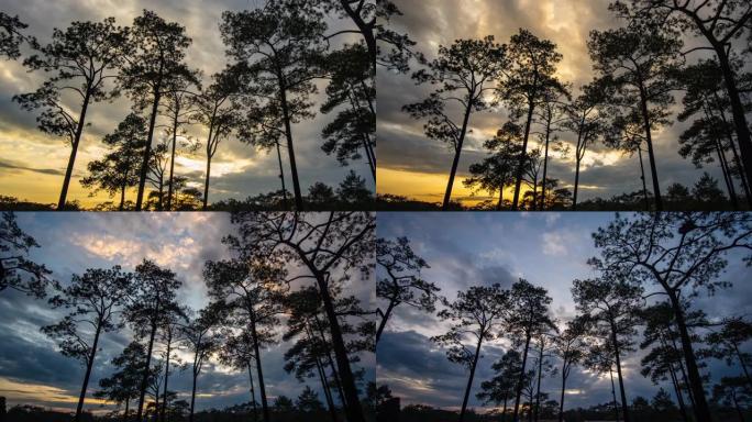 松树剪影的时光倒流与美丽的日落场景