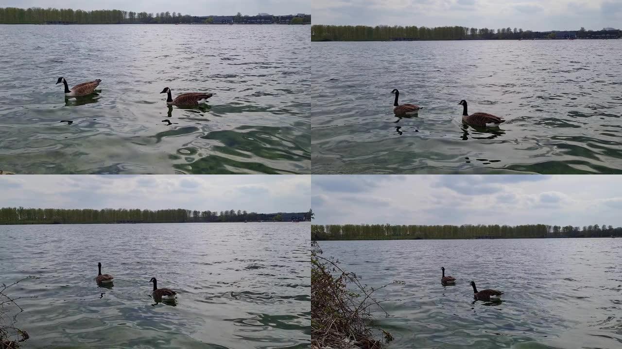 湖上可爱的水鸟
