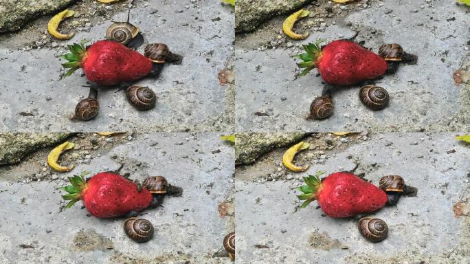 蜗牛在草莓延时高清上盛宴