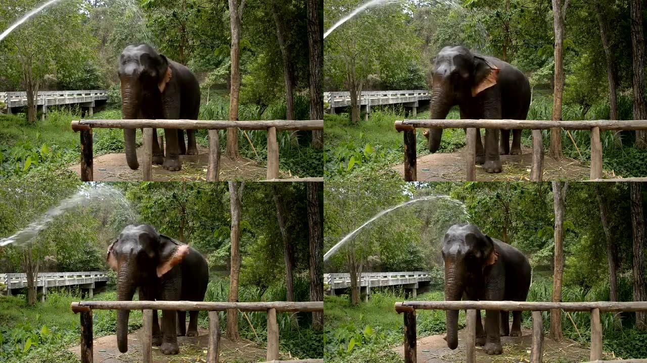 向大象泼水。