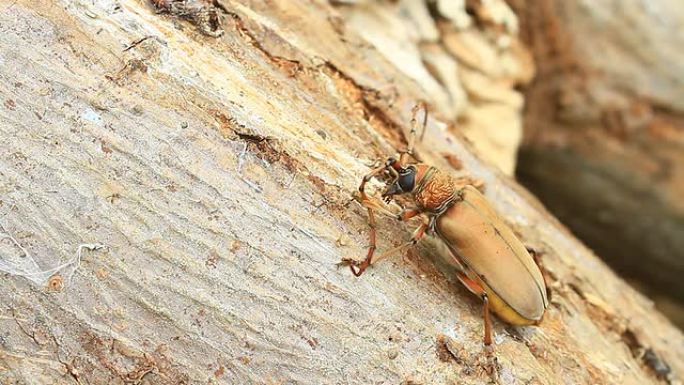 抽象树上的长角甲虫