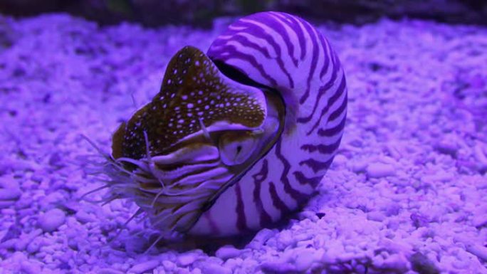 鹦鹉螺水下贝壳