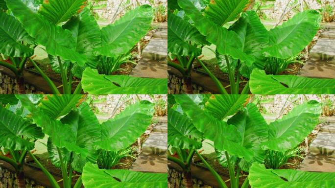 巨大的热带植物灌木明亮绿色的宽叶。特写慢动作镜头。巴厘岛花园设计。大自然中多汁的翡翠自然色。