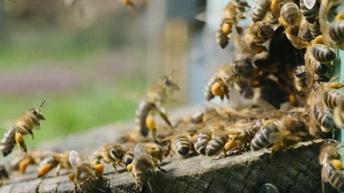 蜜蜂收集花粉并将其带到蜂巢。蜜蜂收集的花粉。花花粉的药用特性。治疗。养蜂业。慢动作视频。