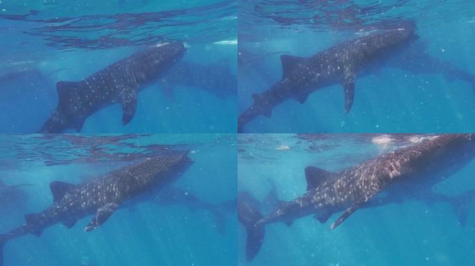 宿雾岛上水下的鲸鲨