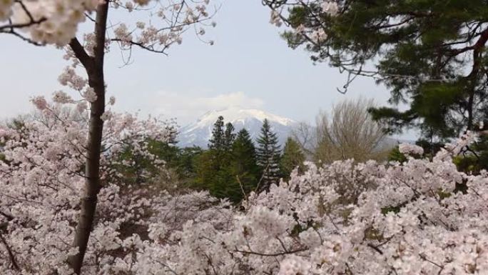 风日山景穿越日本樱花