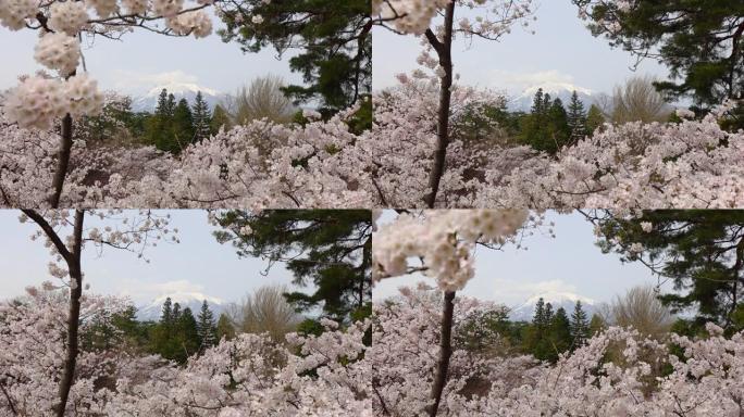 风日山景穿越日本樱花