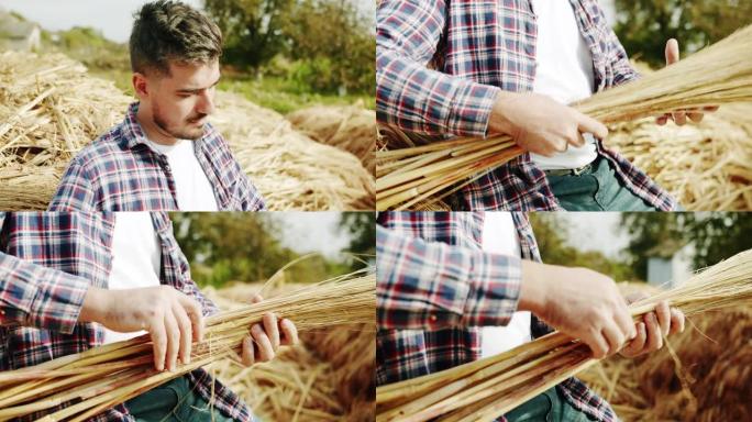 在田间工作的农民检查农作物小麦胚芽自然。