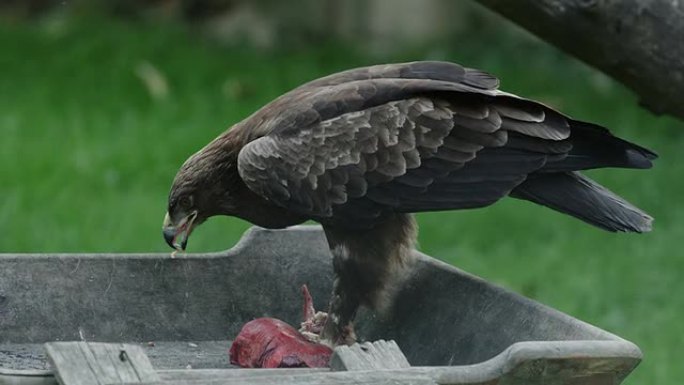 老鹰吃生肉的侧面镜头