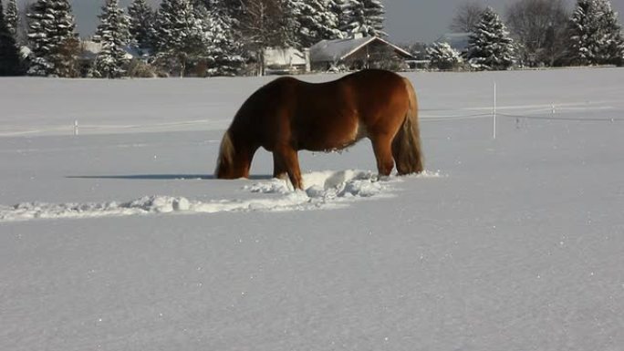 雪地里的马