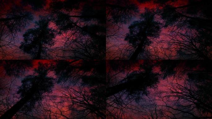 黑暗的树木上方的噩梦天空被雷击击中