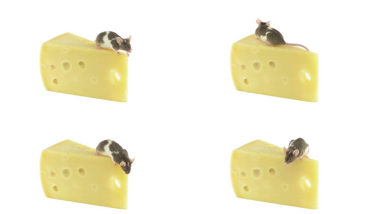 鼠标在一块奶酪上四处移动