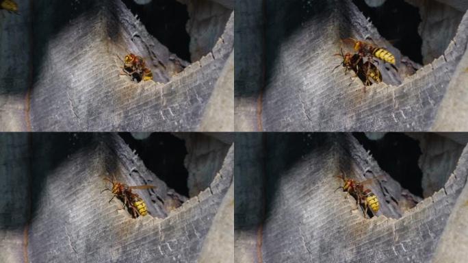 两只欧洲大黄蜂昆虫从巢穴中出去并在森林中飞行的宏观镜头