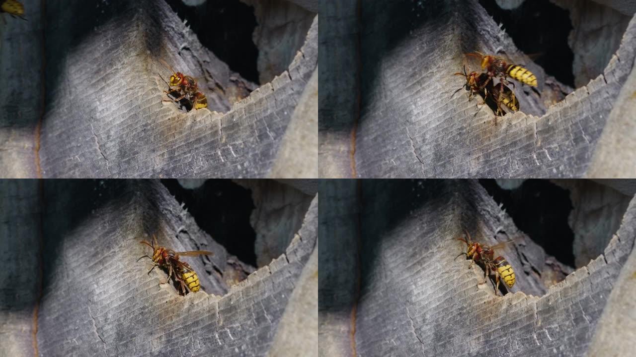两只欧洲大黄蜂昆虫从巢穴中出去并在森林中飞行的宏观镜头