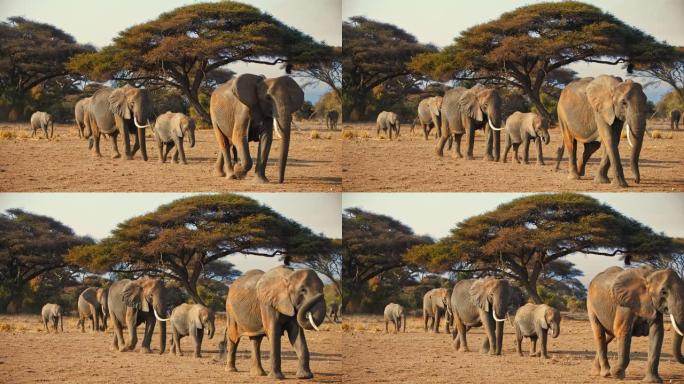 慢动作令人惊叹的非洲大象群雄伟地走过广阔的热带稀树草原，背景是大树，肯尼亚安博塞利国家公园