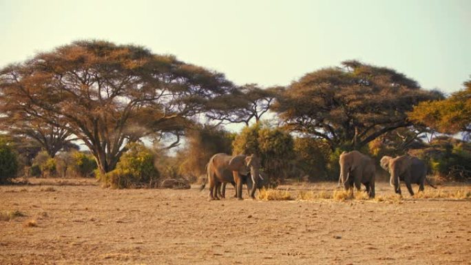 肯尼亚安博塞利国家公园黄昏时，一群雄伟的大象在稀树草原上放牧