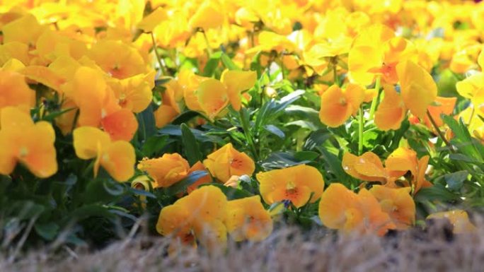 黄色三色堇的花卉运动背景