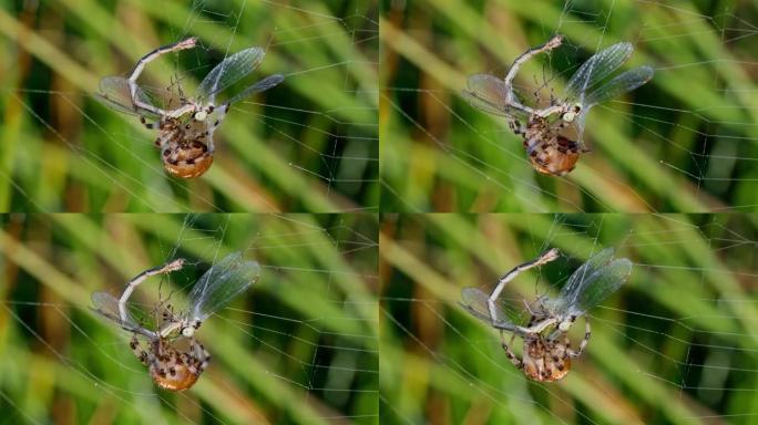 四只斑点球织布蜘蛛 (Araneus Quadratus) 狩猎Lestes sponsa的特写镜头