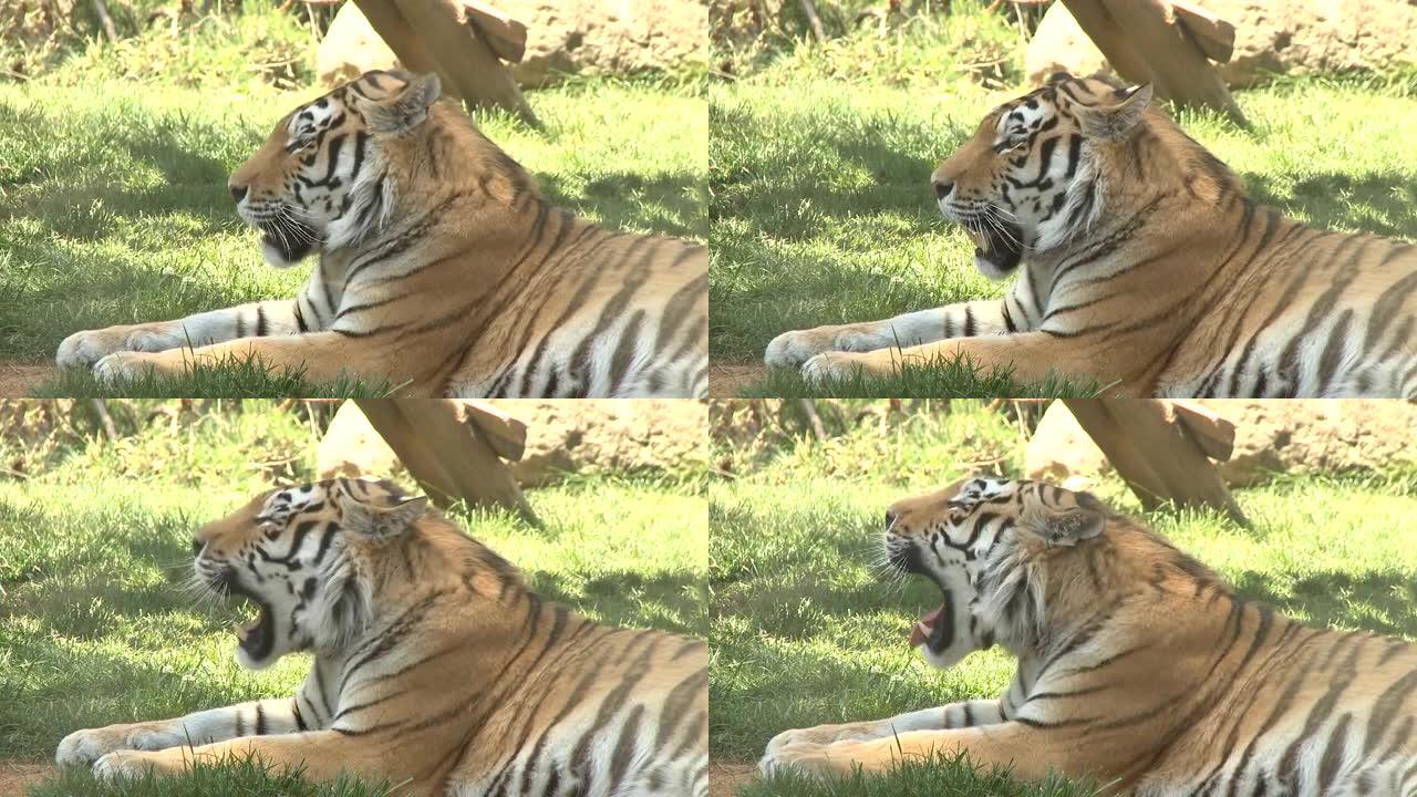 美丽的老虎放松