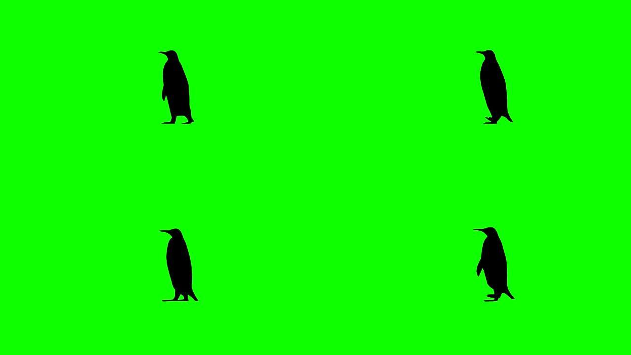 企鹅动画