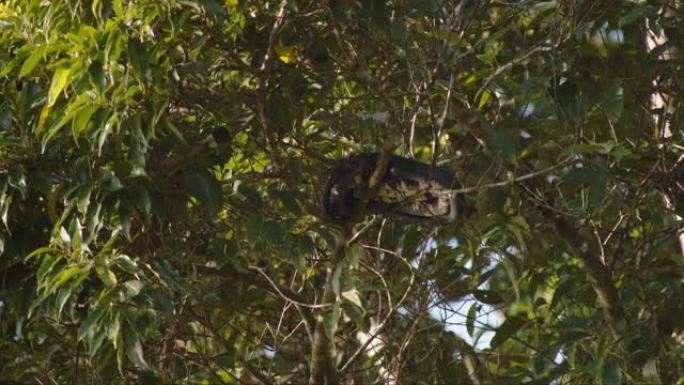 大蛇蜷缩在球上，停在热带树冠上。在哥斯达黎加的野生动物中观看动物