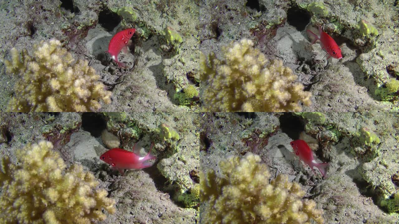 珊瑚礁旁边的银斑松鼠鱼。