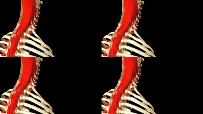 展示人体解剖学的3D动画