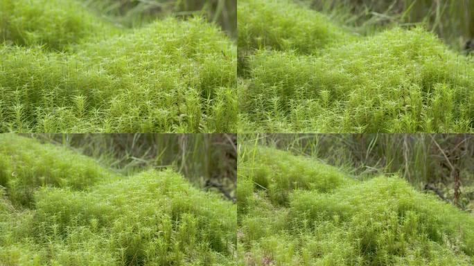 湖边绿色浓密的草