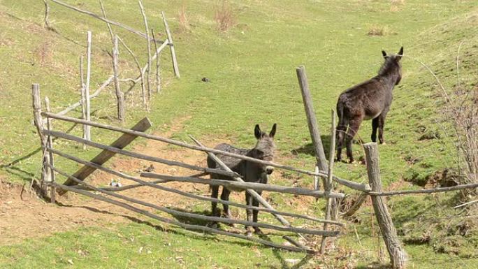 跨栏附近的两只驴