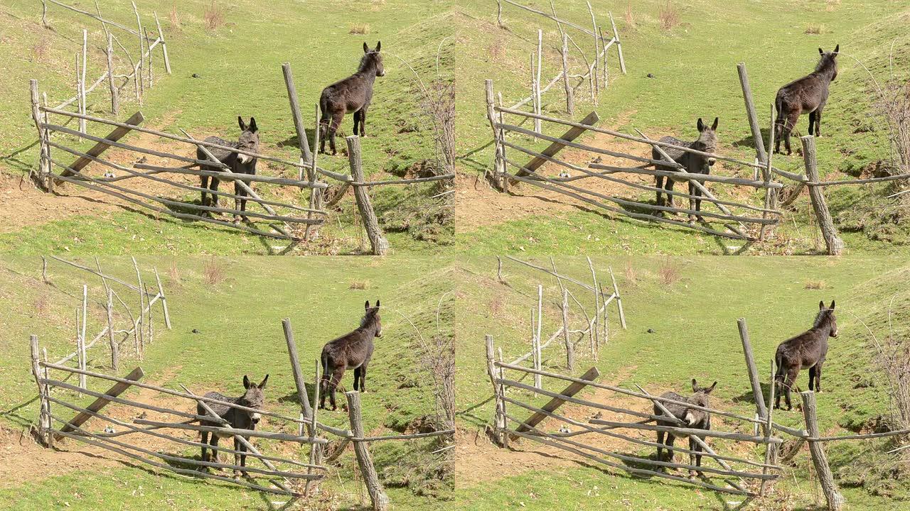 跨栏附近的两只驴