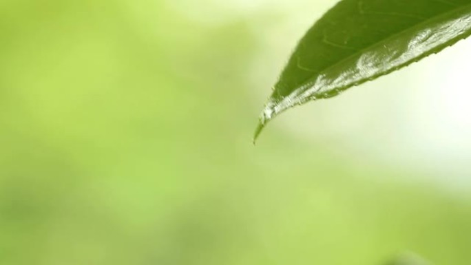 翠翠和水滴清明雨水在叶子上树叶滴水