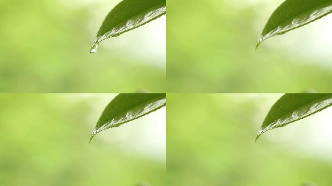 翠翠和水滴清明雨水在叶子上树叶滴水