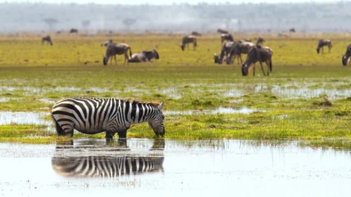斑马站在水坑内，从水面吃草，在背景中放牧的牛羚群，肯尼亚安博塞利国家公园