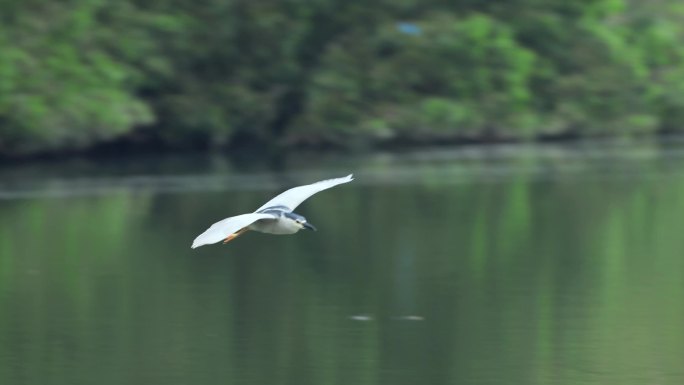 湖面白鹭