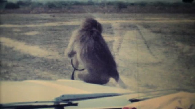 猴子在游戏保护区攻击汽车-1979复古8毫米电影
