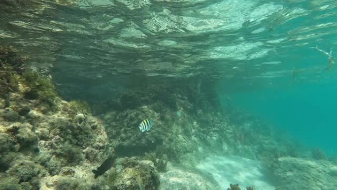 美属维尔京群岛圣约翰珊瑚礁。
