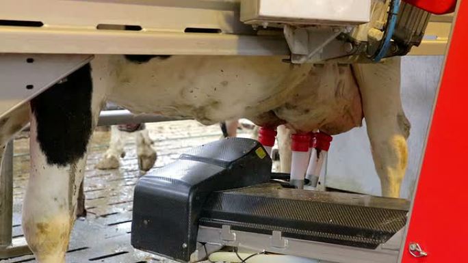 挤奶机器人奶牛