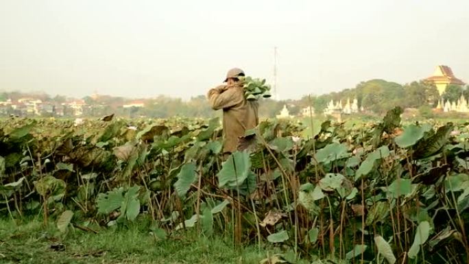 农民收集莲子荚 (Nelumbo Nucifera)