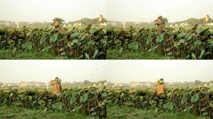 农民收集莲子荚 (Nelumbo Nucifera)