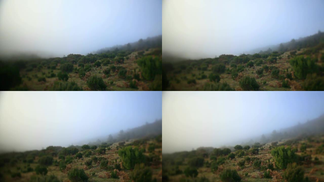 迷雾景观