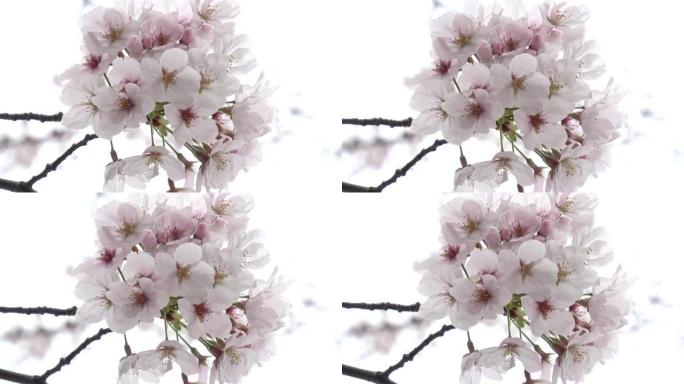 樱花盛开固定拍摄相机，日本东京