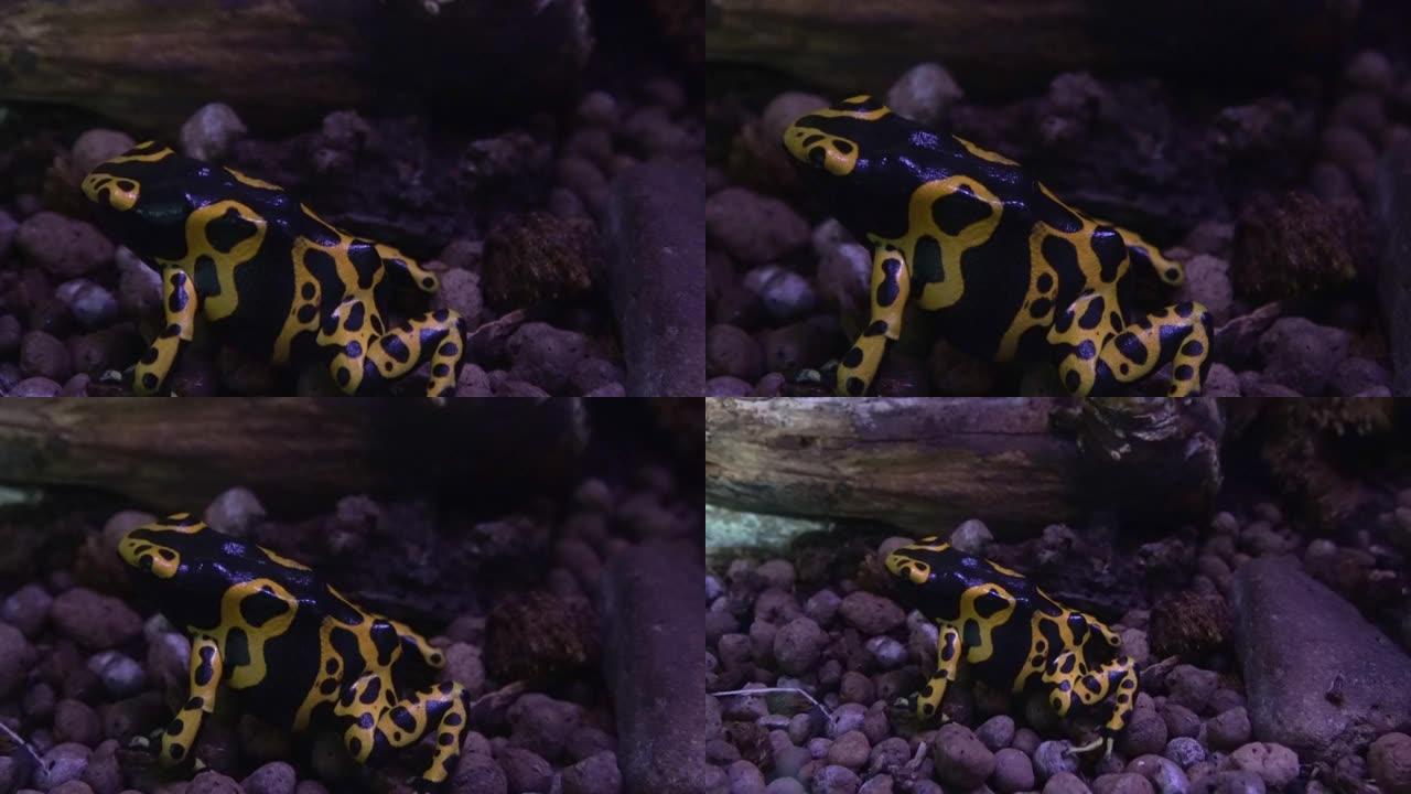 黄带泊松蛙，树目的leucomelas，南美洲的毒蛇，成年