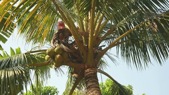 一棵棕榈树顶上的人从树上砍下一堆椰子，并用绳子安全地将其放下