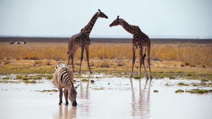 慢动作斑马从萨凡纳的一个水坑里喝水，而两只长颈鹿站在背景中环顾四周，肯尼亚安博塞利国家公园