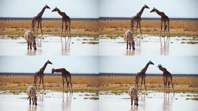 慢动作斑马从萨凡纳的一个水坑里喝水，而两只长颈鹿站在背景中环顾四周，肯尼亚安博塞利国家公园