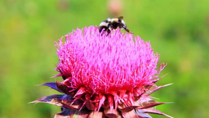 大黄蜂授粉蓟花的特写宏观。