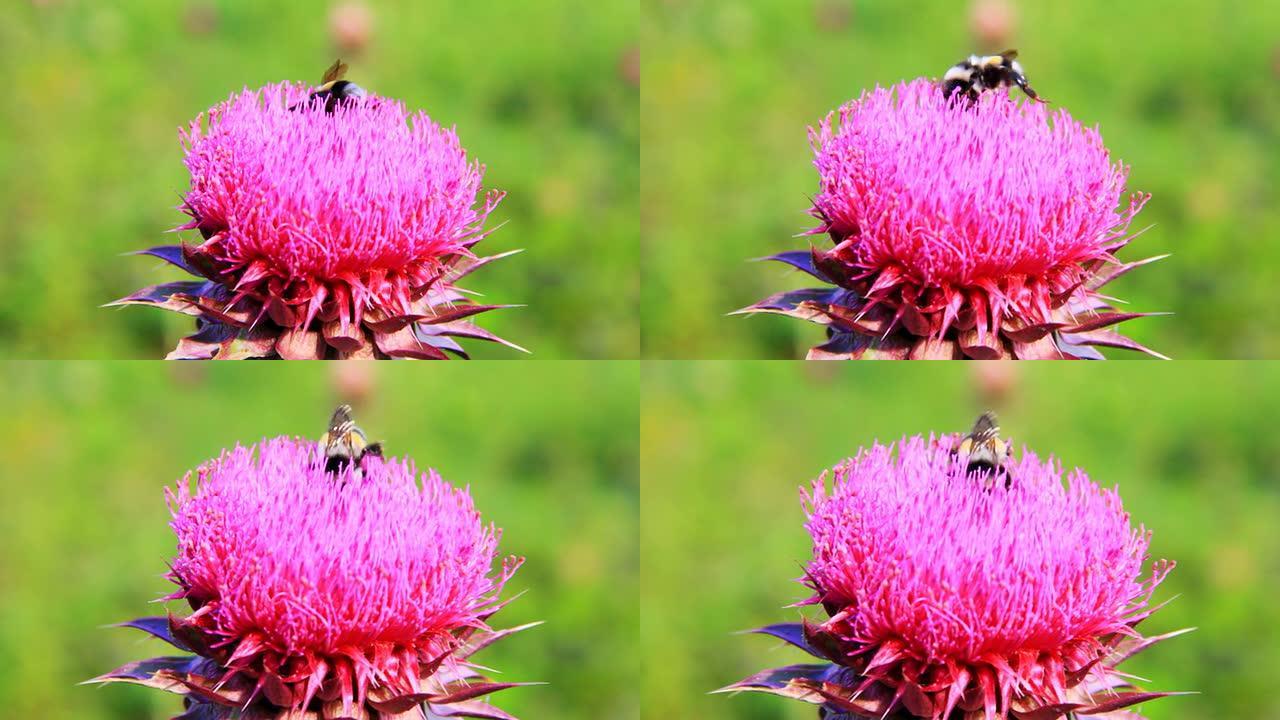 大黄蜂授粉蓟花的特写宏观。