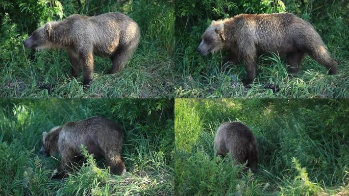 俄罗斯堪察加半岛的大灰熊捕捞鲑鱼